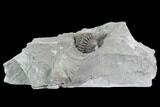 Wide Enrolled Flexicalymene Trilobite - Mt Orab, Ohio #85615-1
